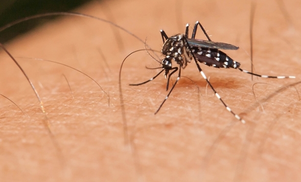 Mais de 20% das cidades brasileiras correm risco de surtos por infestao do Aedes aegypti