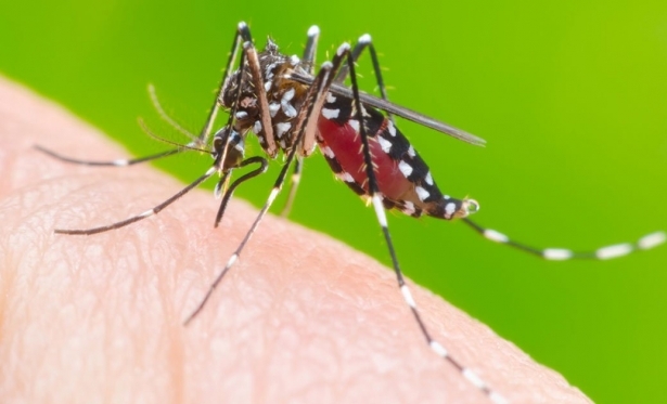 Vacina brasileira contra a dengue  patenteada e deve chegar ao mercado nos prximos meses