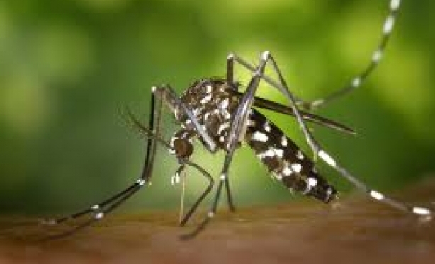 Boletim Epidemiolgico Municipal situao da Dengue, Febre Chikungunya e Zika Vrus em Patrocnio