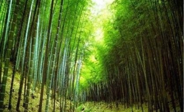 Mensagem do dia: As sete lies do bambu 