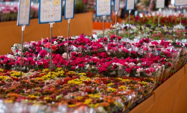 Dia das Mes: data  a mais importante para o setor de flores 