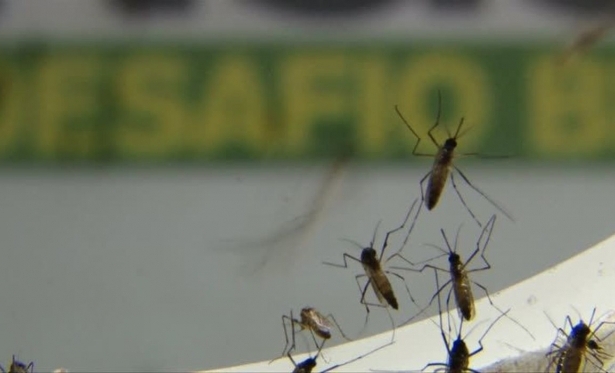 Casos de dengue em So Paulo este ano so o triplo do total de 2020